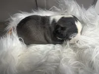 processed/f6932189-6830-41a2-9d90-f3de301c9205/listing/1bd6816e-043a-468f-92f4-f2ce71c0befe/c2a5eed1-fb3c-4c56-8eaf-f9cedc152f27