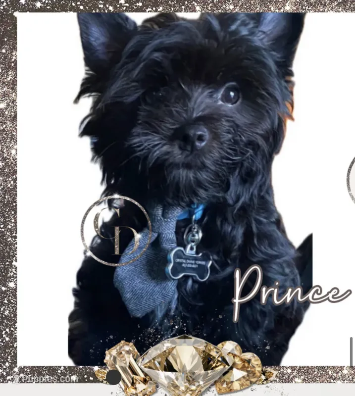 Prince  – Yorkshire Terrier puppy for sale in Rincon, GA
