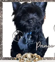 Prince , a male Yorkshire Terrier for sale in Rincon, GA – 1 of 1