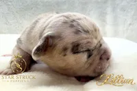 Lillian , a female French Bulldog for sale in Rincon, GA – 3 of 6