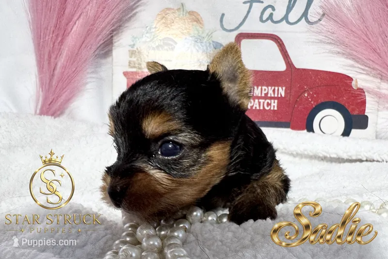 Sadie  – Yorkshire Terrier puppy for sale in Rincon, GA