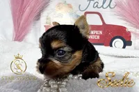 Sadie , a female Yorkshire Terrier for sale in Rincon, GA – 1 of 5