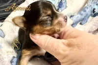 Armani , a male Yorkshire Terrier for sale in Rincon, GA – 2 of 6