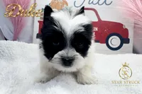 Duke , a male Yorkshire Terrier for sale in Rincon, GA – 2 of 6