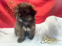 Bear, a male Pekingese and Yorkshire Terrier for sale in Rincon, GA – 7 of 9