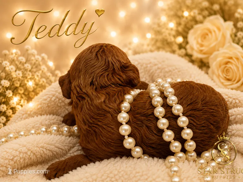 Teddy – Cavapoo puppy for sale in Rincon, GA