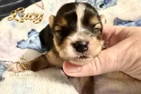 Lucy , a male Yorkshire Terrier for sale in Rincon, GA – 1 of 6