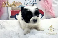 Duke , a male Yorkshire Terrier for sale in Rincon, GA – 5 of 6