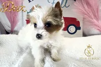 Dax, a male Yorkshire Terrier for sale in Rincon, GA – 5 of 5