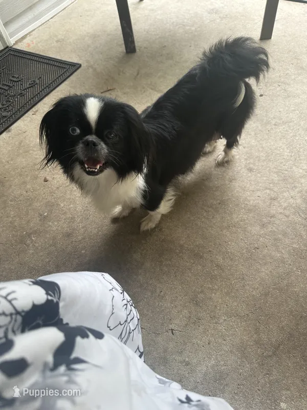 Skye  – Pekingese puppy for sale in Rincon, GA