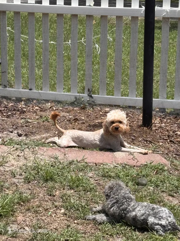 Honey – Cavapoo puppy for sale in Rincon, GA