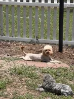 Honey, a female Cavapoo for sale in Rincon, GA – 1 of 3