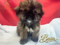 Bear, a male Pekingese and Yorkshire Terrier for sale in Rincon, GA – 8 of 9