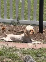 Honey, a female Cavapoo for sale in Rincon, GA – 3 of 3