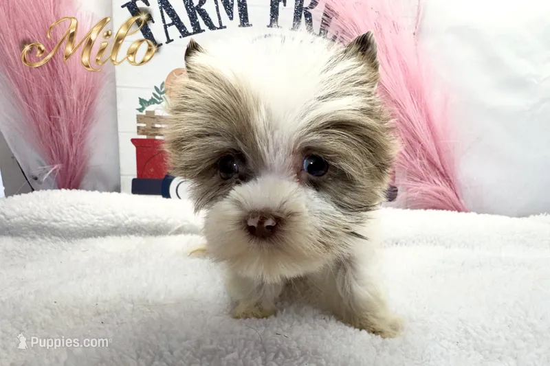 Milo  – Yorkshire Terrier puppy for sale in Rincon, GA