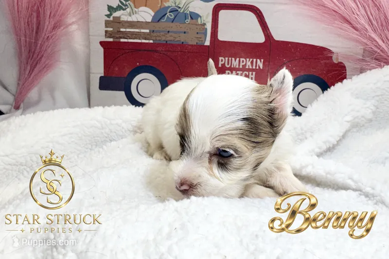 Benny  – Yorkshire Terrier puppy for sale in Rincon, GA