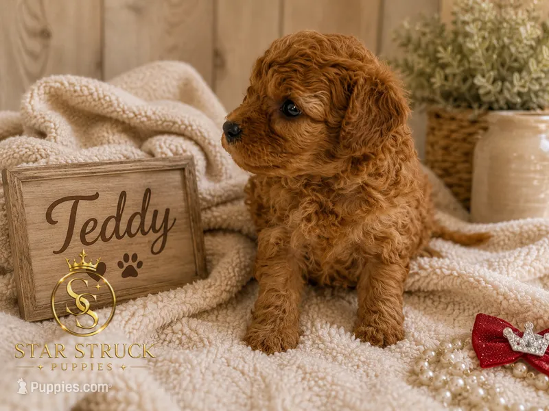 Teddy – Cavapoo puppy for sale in Rincon, GA