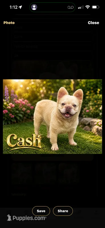 Cash  – French Bulldog puppy for sale in Rincon, GA
