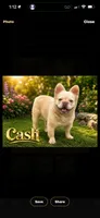 Cash , a male French Bulldog for sale in Rincon, GA – 1 of 1