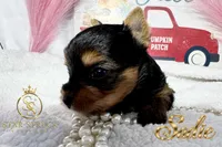 Sadie , a female Yorkshire Terrier for sale in Rincon, GA – 2 of 5
