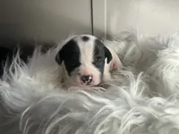 Buddy Small Peke Mix, a male Pekingese for sale in Rincon, GA – Photo 7 of 9