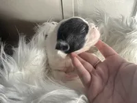 Buddy Small Peke Mix, a male Pekingese for sale in Rincon, GA – Photo 4 of 9