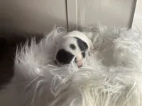 Buddy Small Peke Mix, a male Pekingese for sale in Rincon, GA – Photo 6 of 9