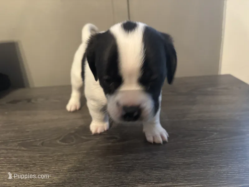 Buddy Small Peke Mix