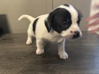 Buddy Small Peke Mix, a male Pekingese for sale in Rincon, GA – Photo 8 of 9