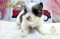 Atlas , a male Yorkshire Terrier for sale in Rincon, GA – 2 of 5