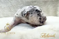 Zachariah , a male French Bulldog for sale in Rincon, GA – 4 of 6