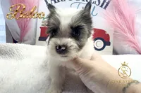 Baloo, a male Yorkshire Terrier for sale in Rincon, GA – 3 of 3