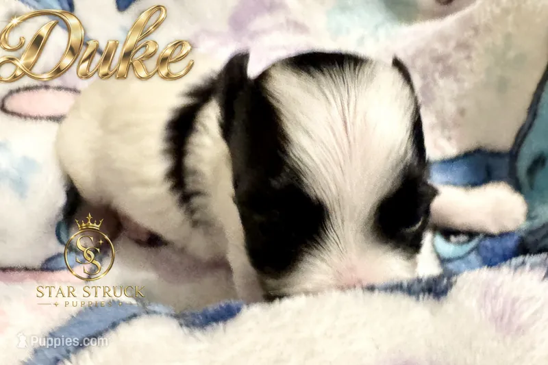 Duke  – Yorkshire Terrier puppy for sale in Rincon, GA