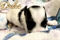 Duke , a male Yorkshire Terrier for sale in Rincon, GA – 1 of 6