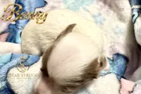 Benny , a male Yorkshire Terrier for sale in Rincon, GA – 4 of 6