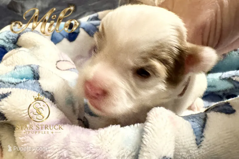 Milo  – Yorkshire Terrier puppy for sale in Rincon, GA
