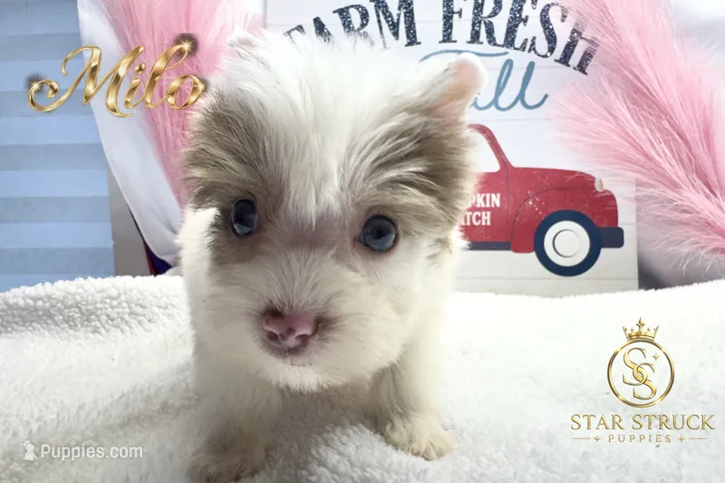 Milo  – Yorkshire Terrier puppy for sale in Rincon, GA