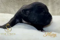 Mary , a female French Bulldog for sale in Rincon, GA – 4 of 5