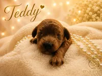 Teddy, a male Cavapoo for sale in Rincon, GA – 3 of 3