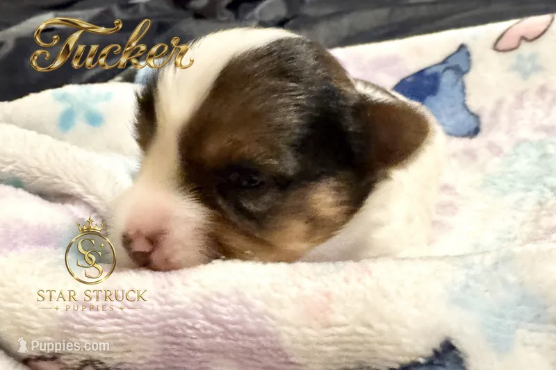Tucker  – Yorkshire Terrier puppy for sale in Rincon, GA