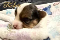 Tucker , a male Yorkshire Terrier for sale in Rincon, GA – 1 of 4