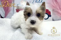 Dax, a male Yorkshire Terrier for sale in Rincon, GA – 2 of 5