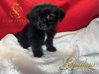 Shadow, a male Pekingese and Yorkshire Terrier for sale in Rincon, GA – 5 of 5