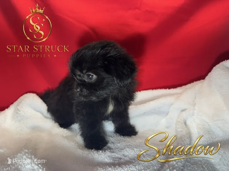 Shadow – Pekingese, Yorkshire Terrier puppy for sale in Rincon, GA