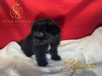 Shadow, a male Pekingese and Yorkshire Terrier for sale in Rincon, GA – 1 of 5