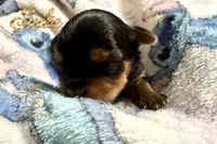 Sadie , a female Yorkshire Terrier for sale in Rincon, GA – 4 of 6