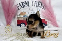 Lucy , a male Yorkshire Terrier for sale in Rincon, GA – 2 of 5