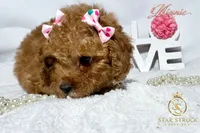 Minnie, a female Cavapoo for sale in Rincon, GA – 2 of 7