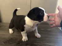 processed/f6932189-6830-41a2-9d90-f3de301c9205/listing/5012e7e7-778d-40b7-a318-70c761e43bb2/7f71ac85-071e-43f1-b8f1-8cfd461b53d9