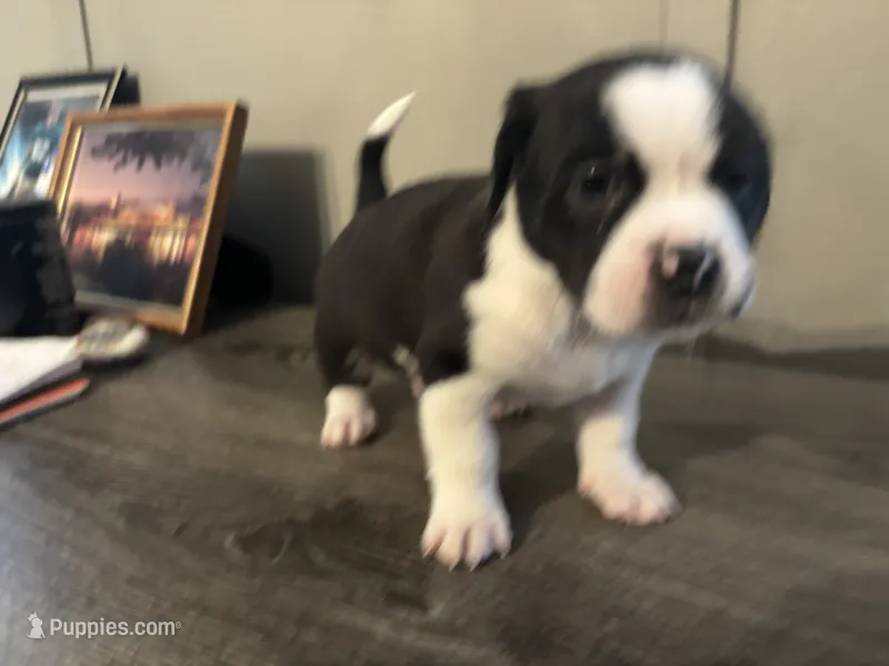 Marlow small Peke mix